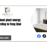 All about plant energy according to Feng Shui