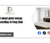 All about plant energy according to Feng Shui