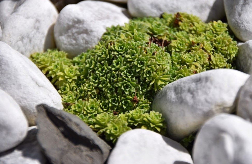 small stones for a small garden