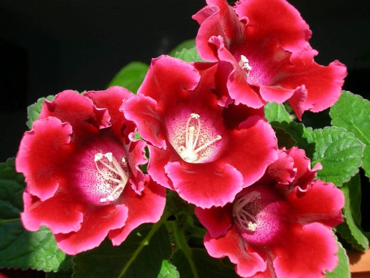 Gloxinia is a perennial herbaceous plant native to the Amazonian areas of Brazil, with beautiful velvety leaves and trumpet-shaped flowers in assorted colours, from white to purple.