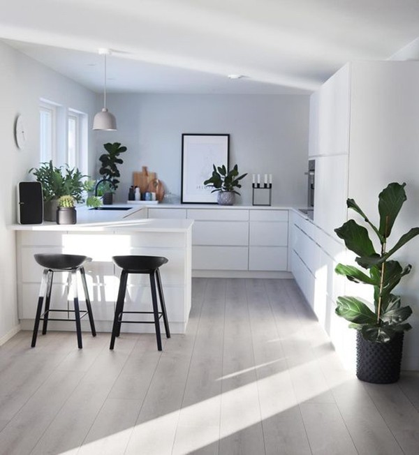 Plants in the kitchen. Ideas for decorating the kitchen with plants