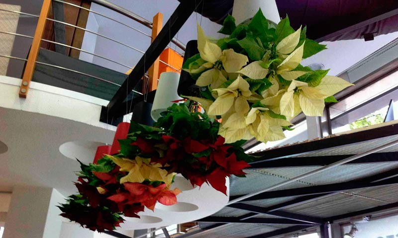 hanging indoor plants