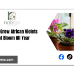 How to care for and grow African violet, so that it blooms all year round