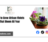 How to care for and grow African violet, so that it blooms all year round