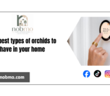 The best types of orchids to have in your home