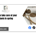 How to take care of your plants in spring