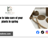 How to take care of your plants in spring