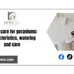 How to care for geraniums: characteristics, watering and care
