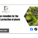 12 Home remedies for the care and protection of plants