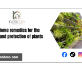 12 Home remedies for the care and protection of plants