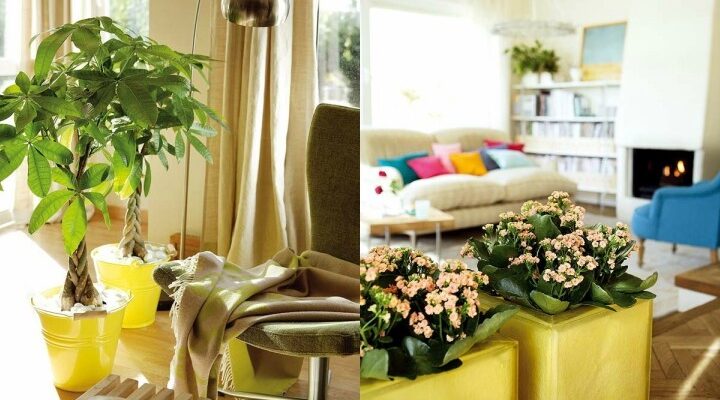 separate-plant-spaces