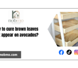 How to cure brown leaves that appear on avocados?