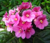 African violet and other related plants