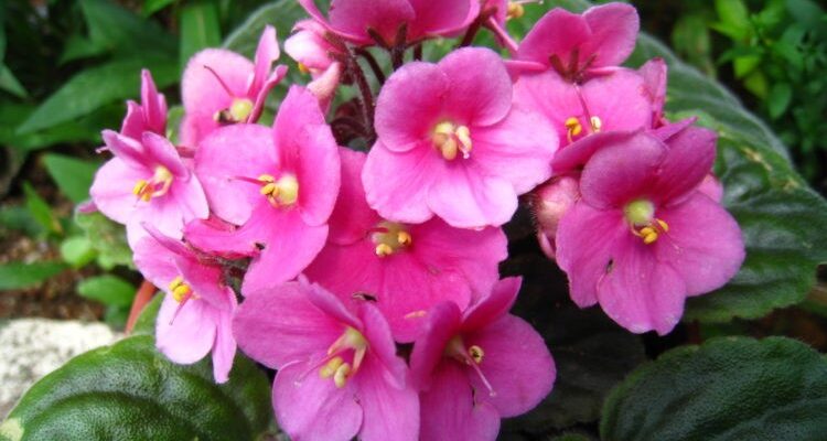 The African violet is a wonderful plant to grow indoors due to its beauty and ease of care.