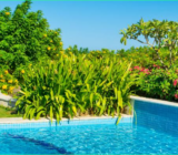 Here are the best plants you can put next to the pool