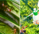 Tips for eliminating ants from the garden