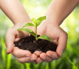 12 Home remedies for the care and protection of plants
