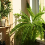 How to take care of your plants in spring