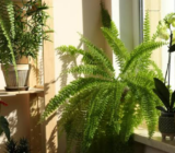 How to take care of your plants in spring