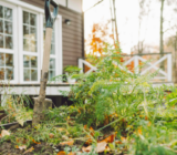 Tasks that you should not neglect in the autumn in the garden