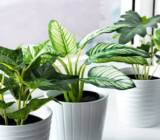 20 very realistic artificial plants for your home