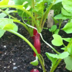 Why Radishes Don’t Form Bulbs: Reasons Why Radishes Don’t Form Bulbs