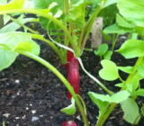 Why Radishes Don’t Form Bulbs: Reasons Why Radishes Don’t Form Bulbs