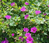 How to care for geraniums: characteristics, watering and care