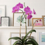 The best types of orchids to have in your home