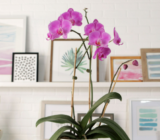 The best types of orchids to have in your home