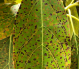 How to cure brown leaves that appear on avocados?
