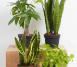 All about plant energy according to Feng Shui