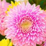 Chrysanthemums, how to care for these perennials?