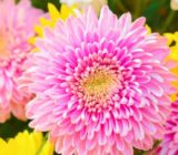 Chrysanthemums, how to care for these perennials?