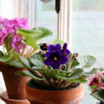 How to care for and grow African violet, so that it blooms all year round