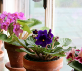 How to care for and grow African violet, so that it blooms all year round