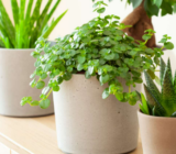 5 houseplants that are easy to care for