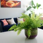 the centerpiece of the plants