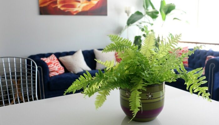 the centerpiece of the plants