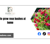 How to grow rose bushes at home