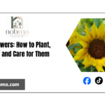 Sunflowers: care, how to plant them and when to water them