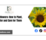 Sunflowers: care, how to plant them and when to water them