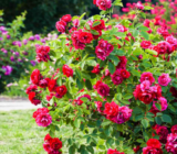 How to grow rose bushes at home