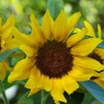 Sunflowers: care, how to plant them and when to water them