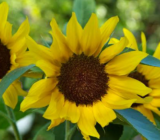 Sunflowers: care, how to plant them and when to water them